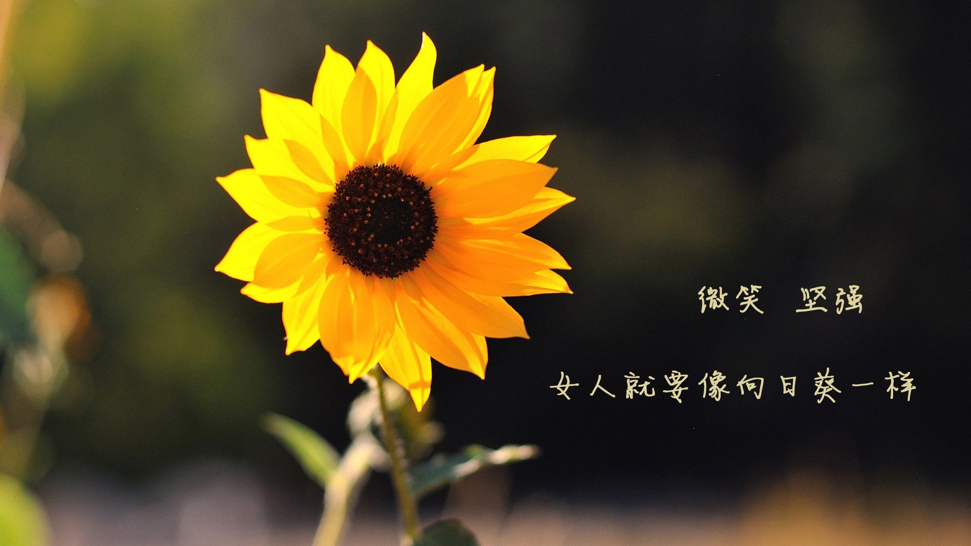 _76人防守反击，全场压倒猛龙_，76人对战