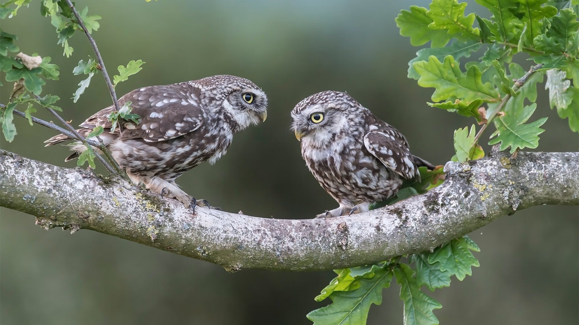 QQ飞车“极速之巅”年度总决战即将点燃全场,qq飞车极速之巅在哪