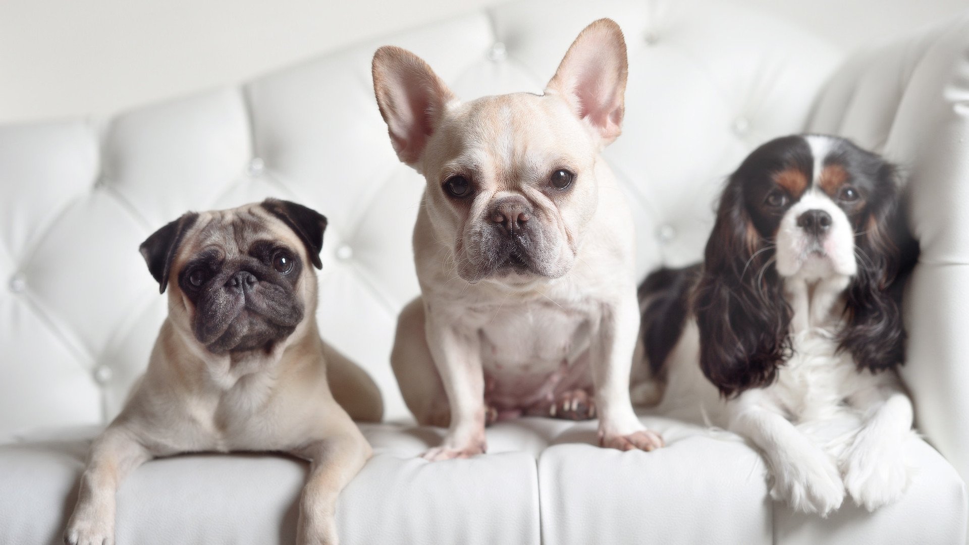 开云平台-WRC首秀车手：新面孔如何挑战传统强手？，wrc哪个车队最厉害