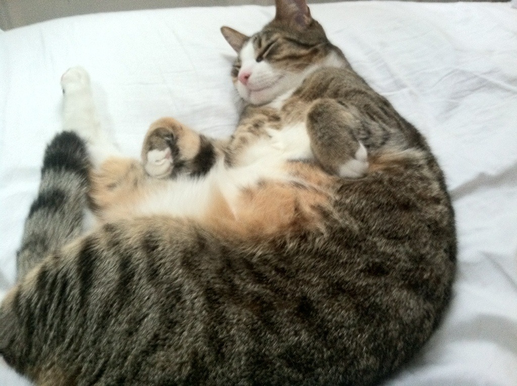 炉石传说 线上职业赛事精彩纷呈，炉石传说比赛视频2020