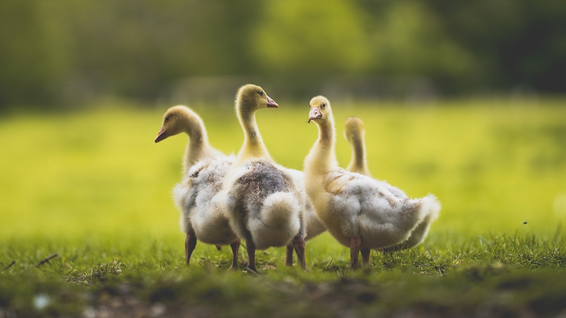 英超巅峰对决，精彩反击和神级扑救成为焦点，英超最精彩比赛