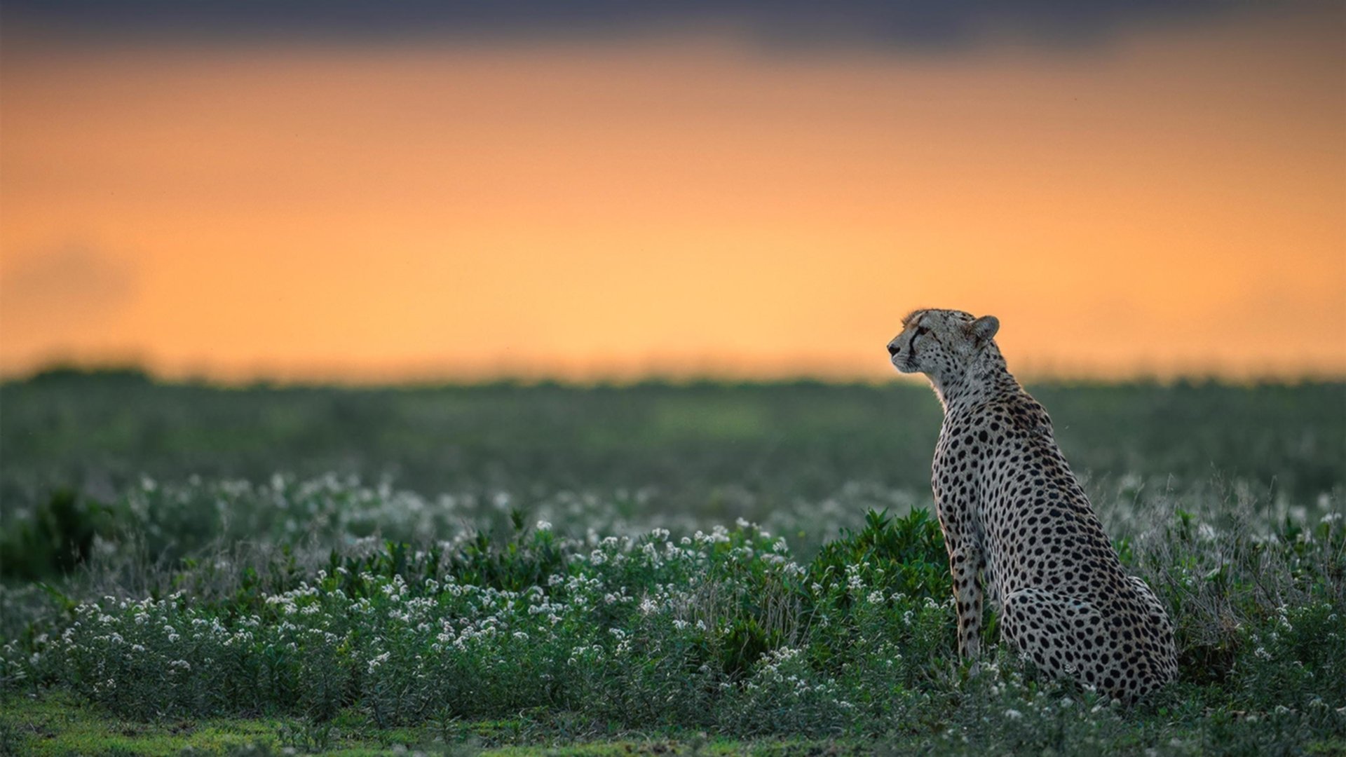 开云官方网页登录-青少年“篮球先锋”公益公益故事纪录片在央视热播，篮球励志纪录片