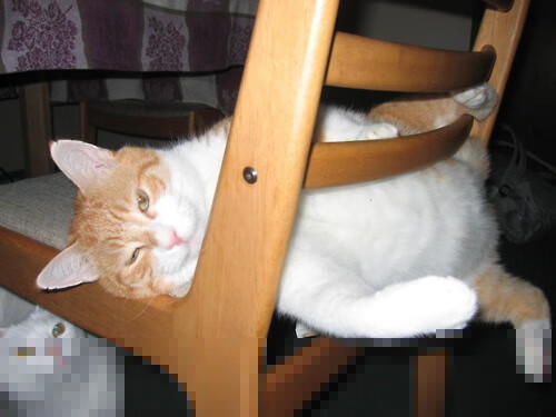 Kaiyun APP-全明星阵容亮相，谁能成为焦点？，全明星阵容啥意思