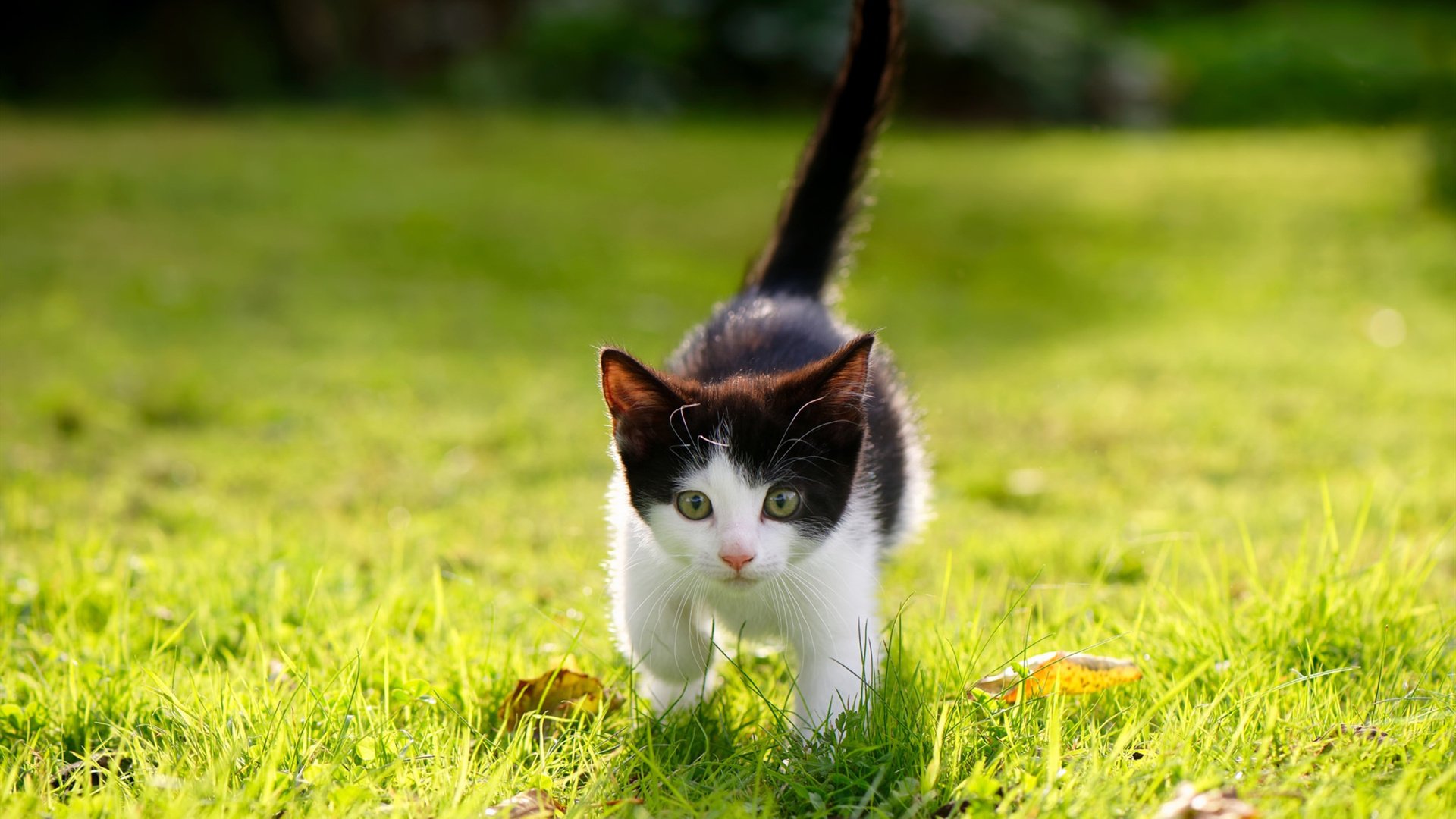 kaiyun官方网站-历史性电竞项目首次登陆奥运舞台，历史性电竞项目首次登陆奥运舞台的是谁