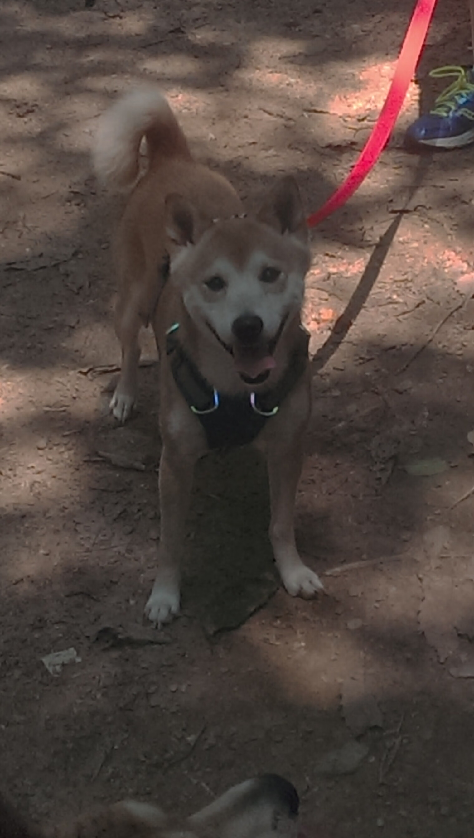 开云中国大陆-卡昂主场不敌雷恩，告别近期不败纪录，卡昂vs
