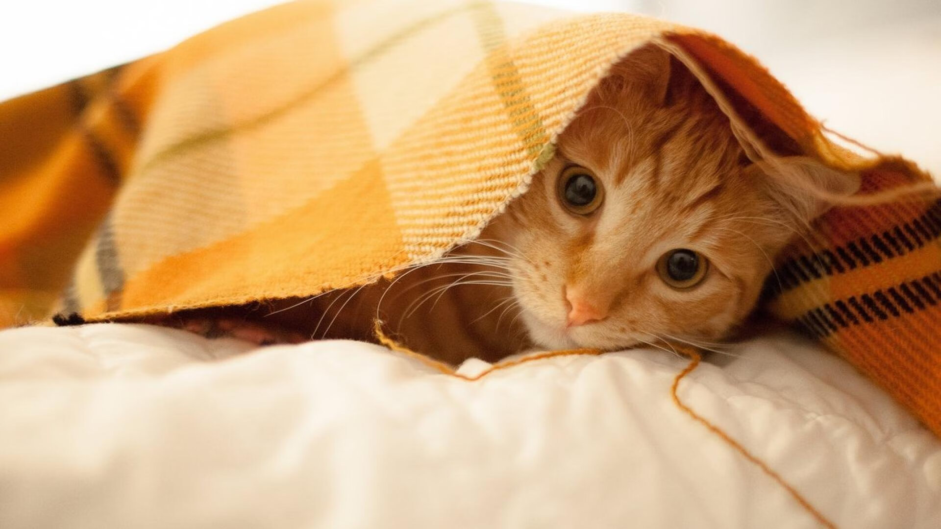 巴斯蒂亚客场失利，法国联赛排名继续下滑，法蒂 巴塞