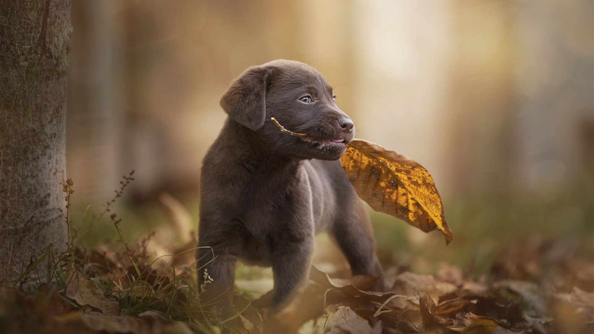 心怀必胜信念,追逐梦想的足球之旅,足球初心