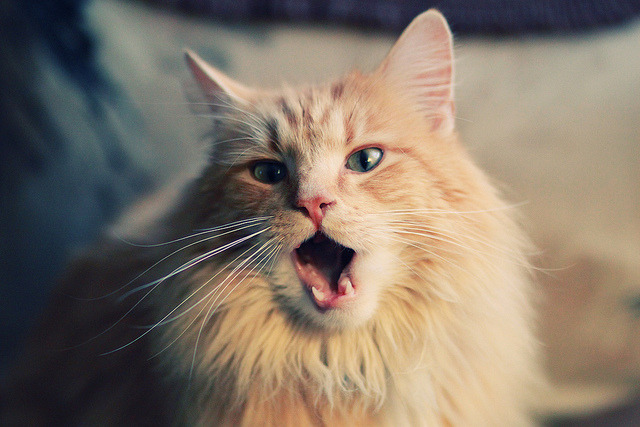 开云体育-波兰队连胜撼日本：瑞士惨败寻找下一城市，波兰队vs瑞典队预测