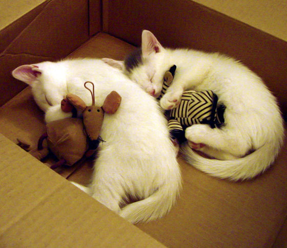 法国男篮在奥运热身赛中展现年轻球员潜力，奥运 法国男篮