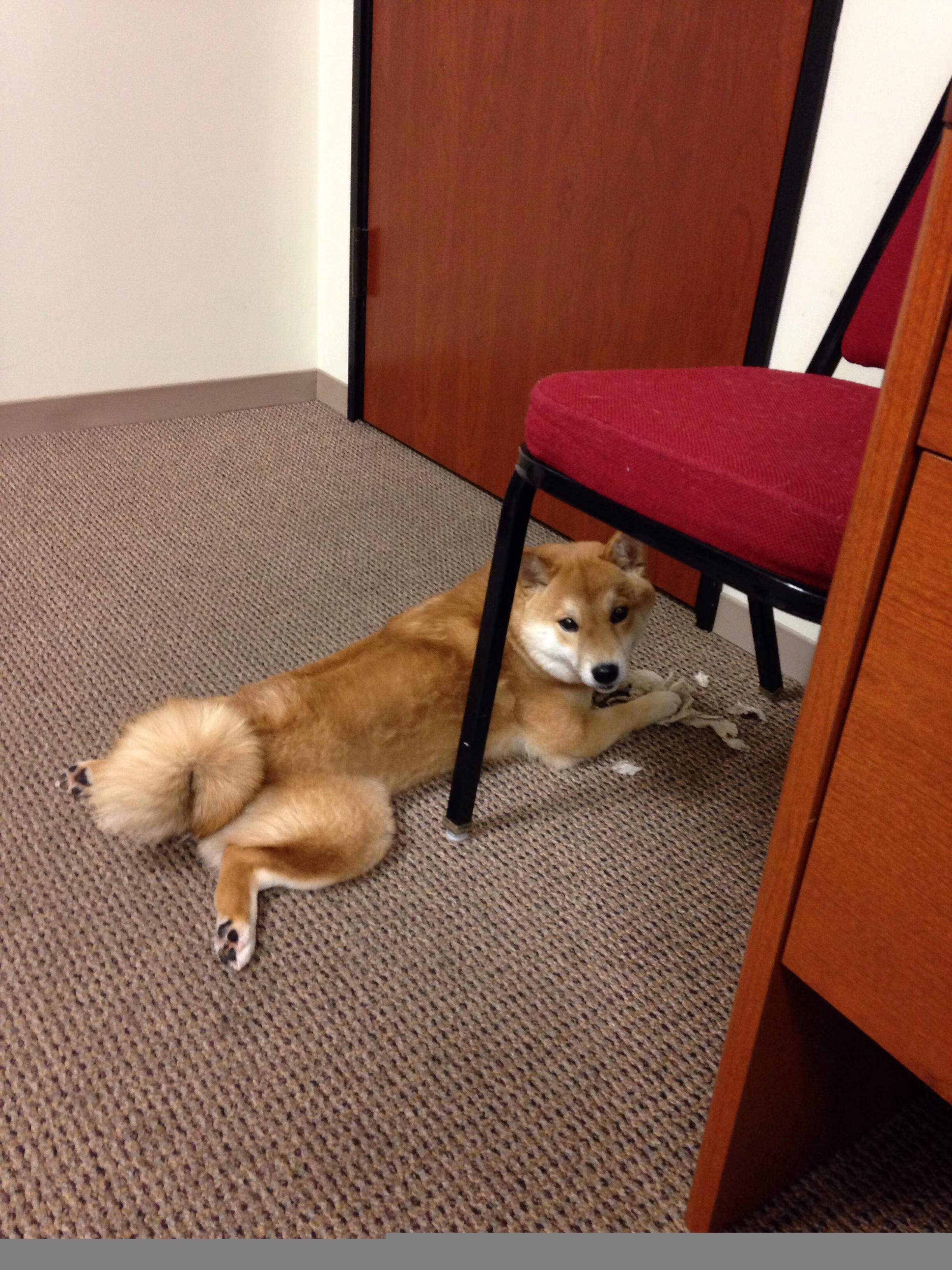 突发橄榄球员疑似违规事件，突发橄榄球员疑似违规事件怎么处理