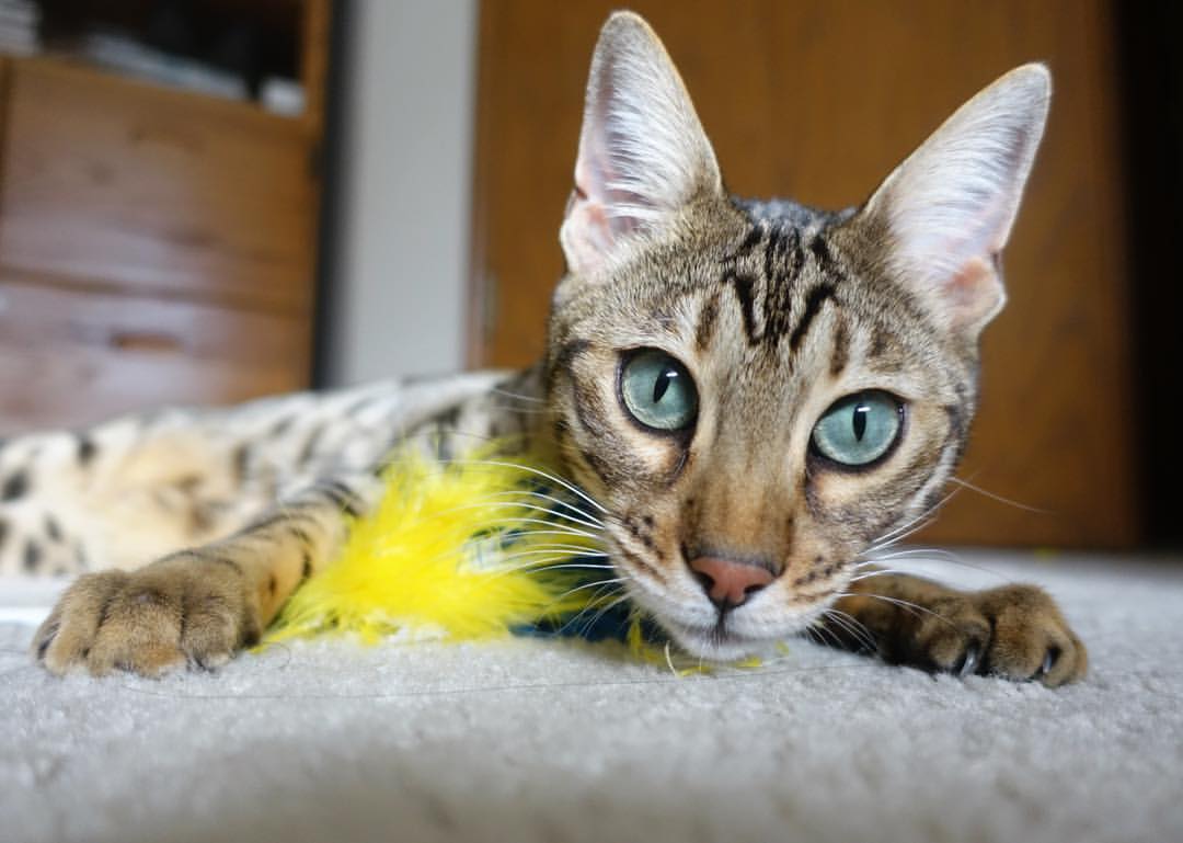 kaiyun.com-英格兰男足时隔多年重返奥运舞台，英格兰男足奥运会