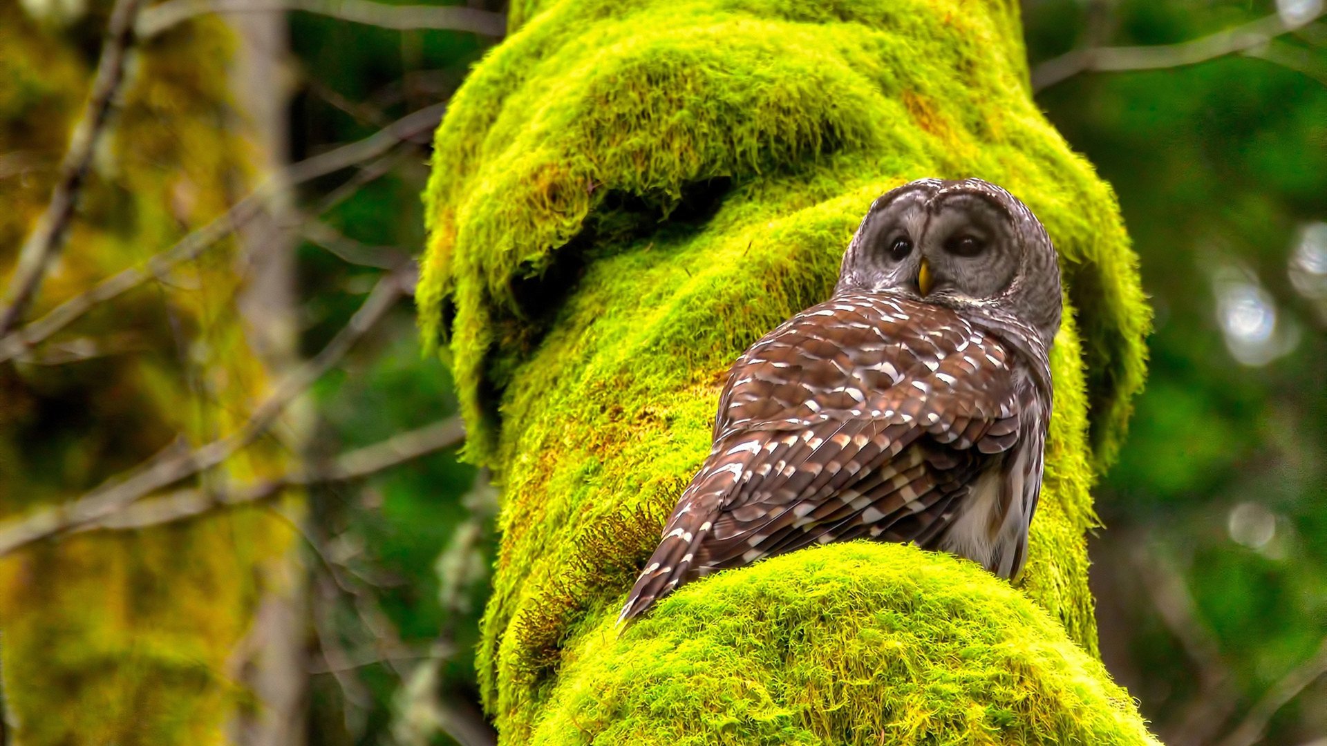NBA球员职业规划成功案例，nba球员职业生涯