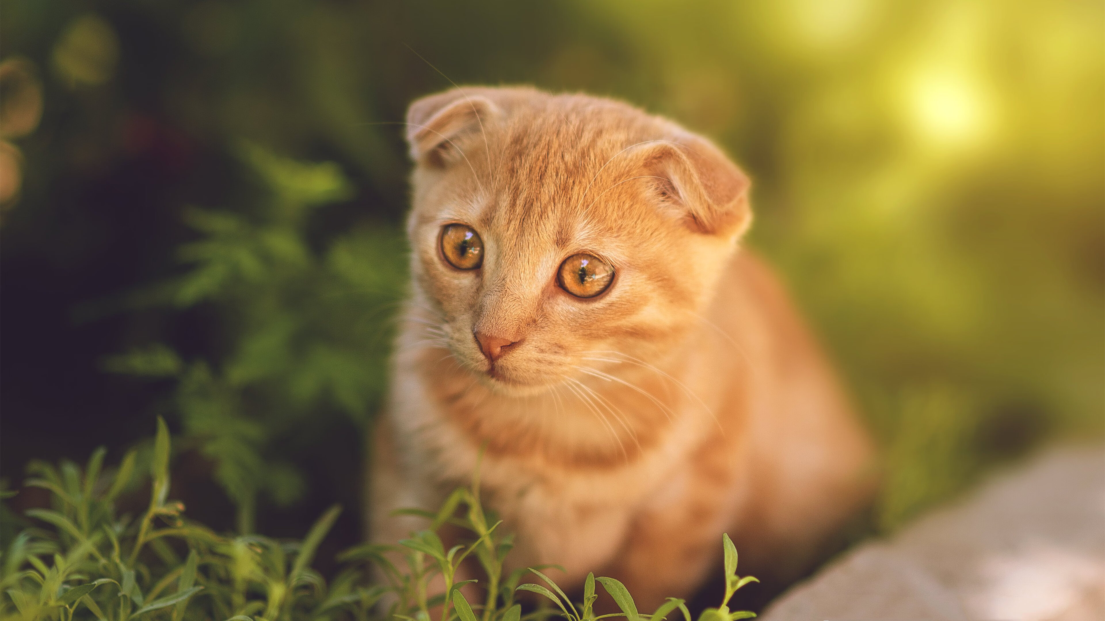 中国足球比赛节奏对比分析,中国足球比赛进程