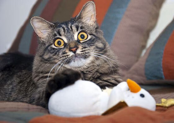 全国青少年足球锦标赛激烈角逐冠军，2020全国青少年足球锦标赛在哪里举行