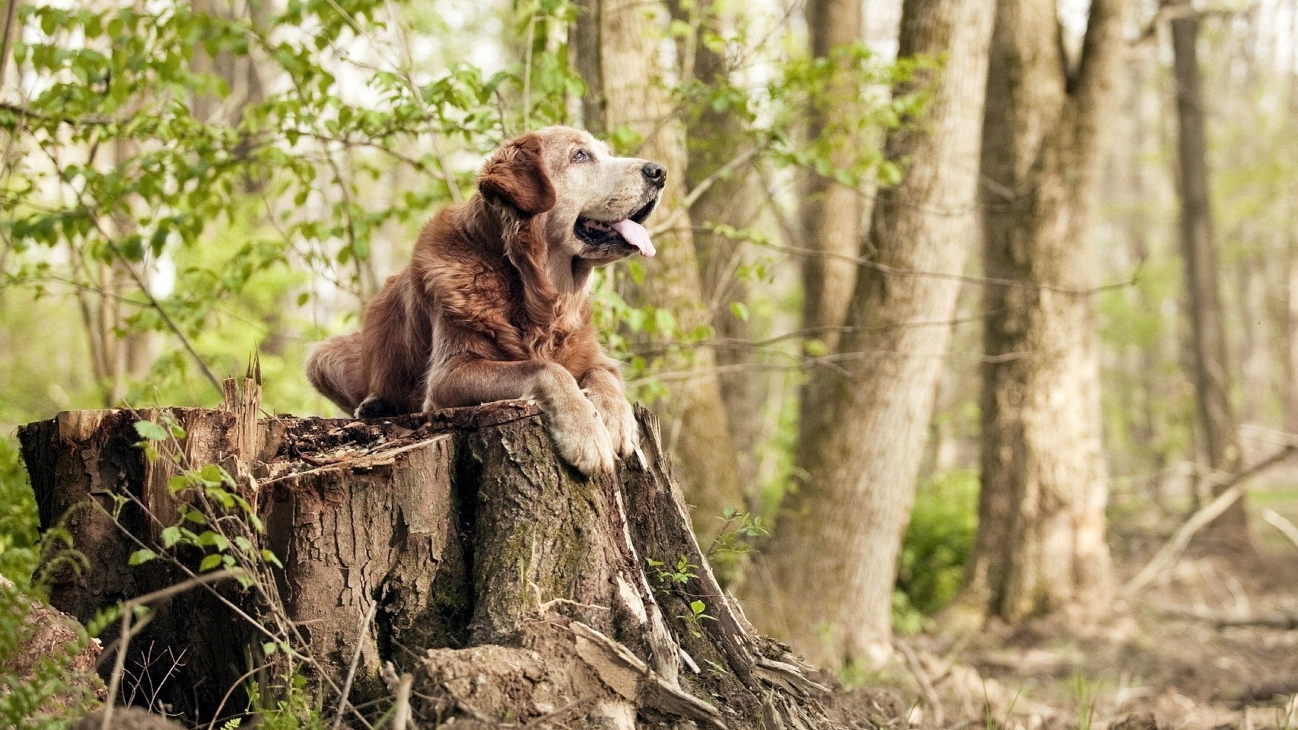 kaiyun中国官方网站-2024年德国队表现：迎接挑战，走向更高水平，德国国家队14年阵容