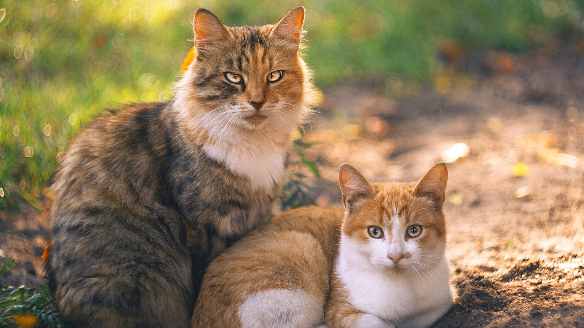 中超联赛国家队平局 球员状态有所回暖，中超国家队大名单