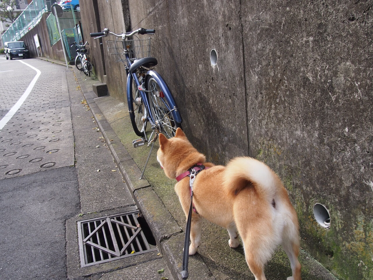 中国足球鼓励退役球员创业引导多元职业规划，中国足球退役球星