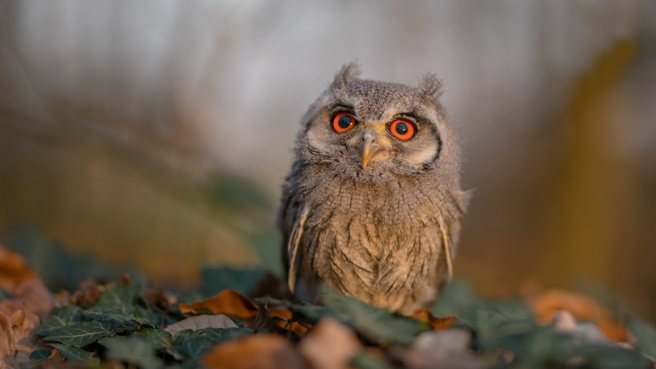 曼联登顶积分榜英超联赛，2021曼联积分