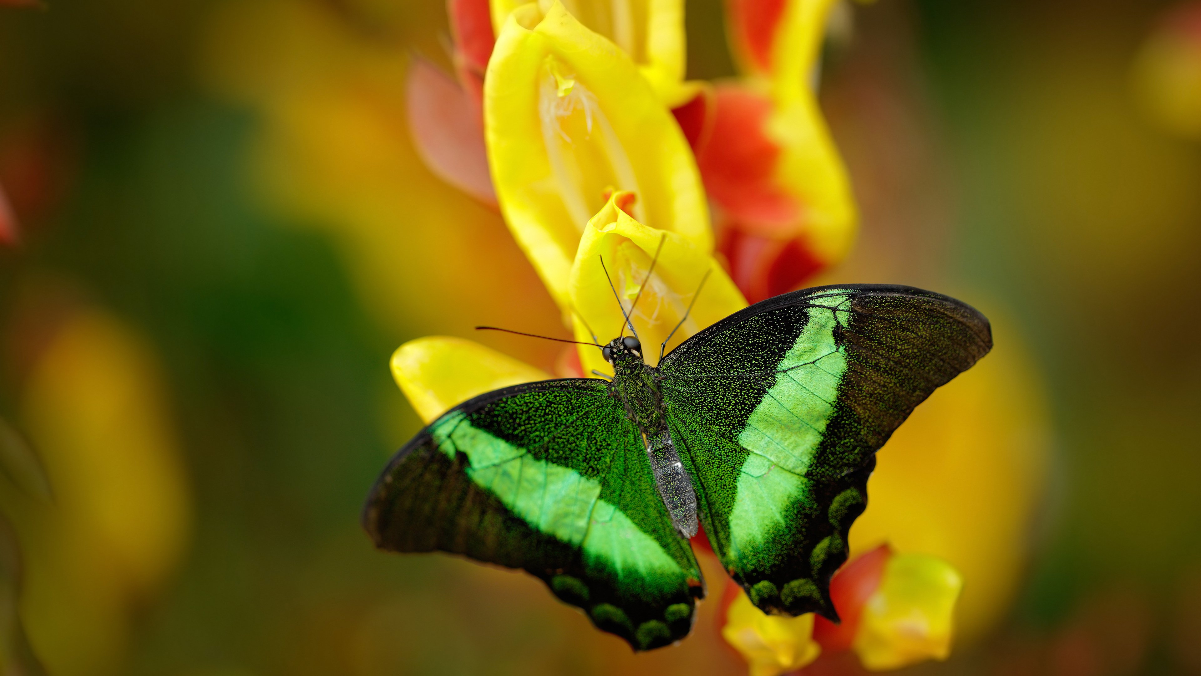 格鲁吉亚女篮在欧洲锦标赛中展现新生力量，迈入世界舞台，格鲁吉亚篮球赛
